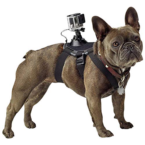 GoPro Fetch - Arnés de cámara GoPro para Mascota, Color Negro
