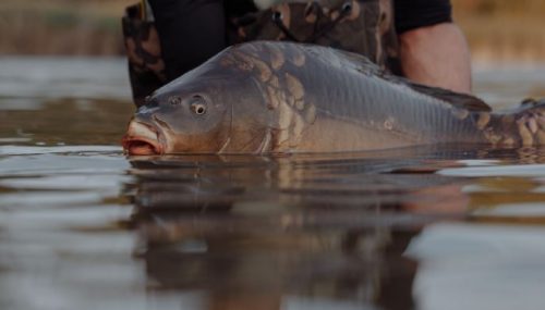 carpfishing trucos y secretos