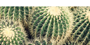 cactus verde 